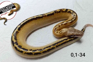 Pythons kaufen und verkaufen Photo: Python brongersmai / Bloodpython / Blutpython