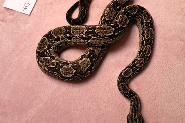 Boas kaufen und verkaufen Photo: Boa Constrictor Occidentalis