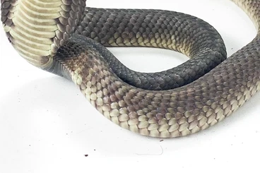 Schlangen kaufen und verkaufen Foto: Naja annulifera + Naja atra