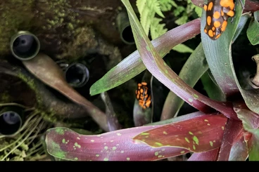 frogs kaufen und verkaufen Photo: Oophaga Histrionica Baudo