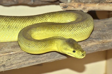 Snakes kaufen und verkaufen Photo: Morelia spilota cheynei-Super zebra