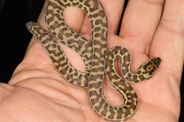 Schlangen kaufen und verkaufen Foto: CB/25 Antaresia stimsoni ( Wheatbelt)