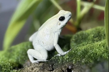 Pfeilgiftfrösche kaufen und verkaufen Foto: Phyllobates terribilis “Mint”