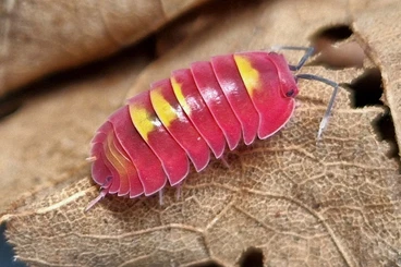 Krebstiere terrestrisch  kaufen und verkaufen Foto: Ardentiella sp. Scarlet (ehem. Merulanella)