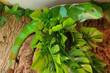 Lizards kaufen und verkaufen Photo: 1.0 Brachylophus fasciatus / Houten möglich