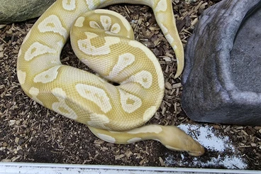 Königspythons kaufen und verkaufen Foto: Mehrere Königspython zur Abgabe / Hamm möglich