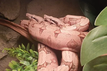 Snakes kaufen und verkaufen Photo: 1.1 Boa constrictor amarali / Bolivien für Houten