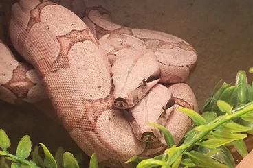 Boas kaufen und verkaufen Photo: Boa constrictor amarali 1.1 / Bolivien / Houten möglich