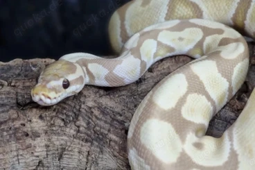 Pythons kaufen und verkaufen Foto: Königspythen / Königspython / Python regius zur Abgabe Houten möglich