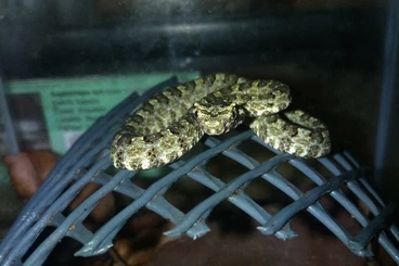 Giftschlangen kaufen und verkaufen Foto: CB 2025 Protobothrops cornutus