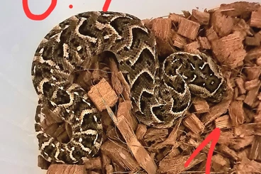 Venomous snakes kaufen und verkaufen Photo: 0.1 Bitis arietans from Kokstad