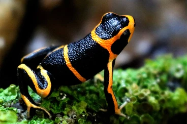 Poison dart frogs kaufen und verkaufen Photo: verschiedene Ranitomeya Nachzuchten