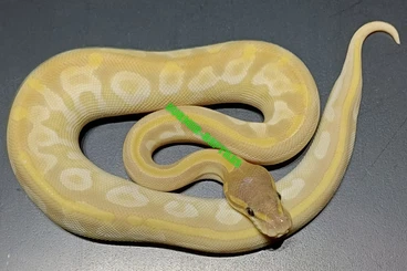 Ball Pythons kaufen und verkaufen Photo: Python regius for sale!!!