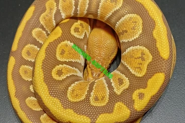 Snakes kaufen und verkaufen Photo: Python regius for sale!!!