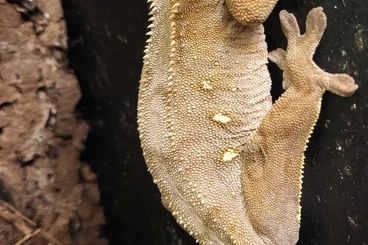 Geckos kaufen und verkaufen Foto: Kronengecko Weibchen abzugeben