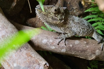 Lizards kaufen und verkaufen Photo: Anolis/Chamaeleolis for Hamm