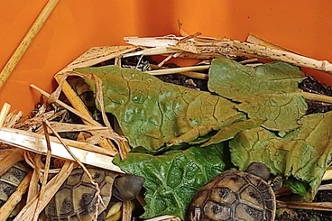Tortoises kaufen und verkaufen Photo: 0.0.6 Griechische Landschildkröten von 2025