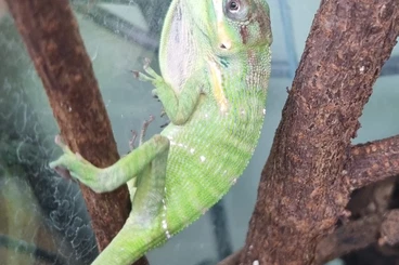 Echsen  kaufen und verkaufen Foto: Anolis equestris potior 2.2