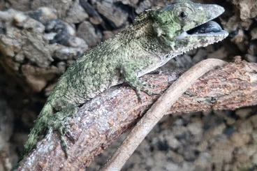 Echsen  kaufen und verkaufen Foto: Anolis/Chamaeleolis barbatus 3.3