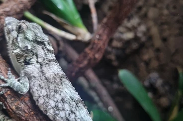 Echsen  kaufen und verkaufen Foto: Anolis- last call for Hamm