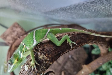 Echsen  kaufen und verkaufen Foto: Offer Anolis for Hamm in March