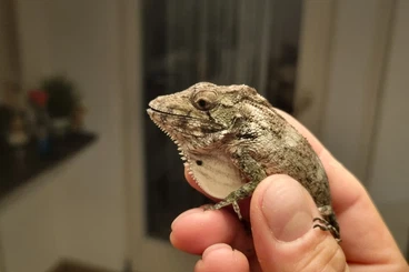 Echsen  kaufen und verkaufen Foto: Offer Anolis/Chamaeleolis