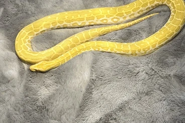 Schlangen kaufen und verkaufen Foto: Biete 0.1 Hypo Caramel Tigerpython von 2022