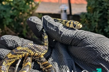 Schlangen kaufen und verkaufen Foto: Biete DNZ 2025 von Spilotes mexicanus !