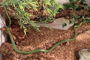 Schlangen kaufen und verkaufen Foto: 1.0 Gonyosoma frenatum DNZ von 2015