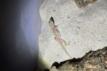 Geckos kaufen und verkaufen Photo: 0.1 Pachydactylus rangei cb25