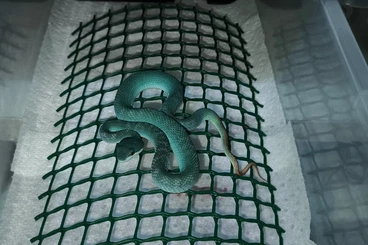 Giftschlangen kaufen und verkaufen Foto: Trimeresurus Insularis Blue and green,