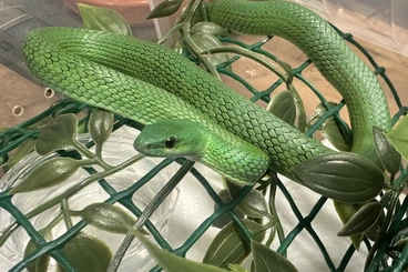 Snakes kaufen und verkaufen Photo: Philodryas olfersii and chlorosoma viridissima