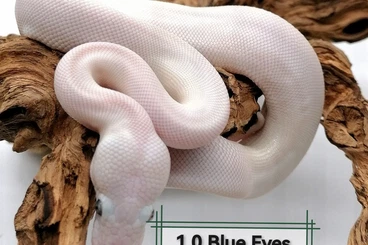Ball Pythons kaufen und verkaufen Photo: Bel, Purple Poison, Citrus Pastel Fire Nz25