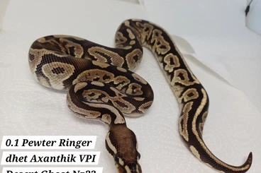 Ball Pythons kaufen und verkaufen Photo: Axanthik VPI Desert Ghost Projekt