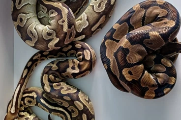 Königspythons kaufen und verkaufen Foto: Doppelhets für Axanthik VPI Desert Ghost