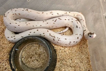 Snakes kaufen und verkaufen Photo: 1.2 Palmetto adult Zuchtgruppe