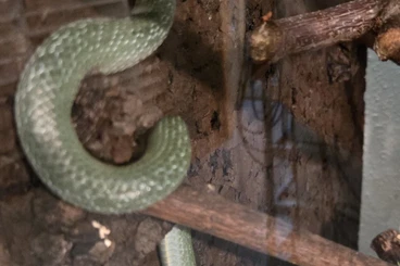 Snakes kaufen und verkaufen Photo: 2.2 Gonyosoma boulengeri NZ24