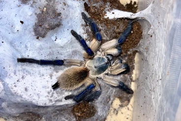 Vogelspinnen kaufen und verkaufen Foto: ****Vogelspinnen abzugeben****