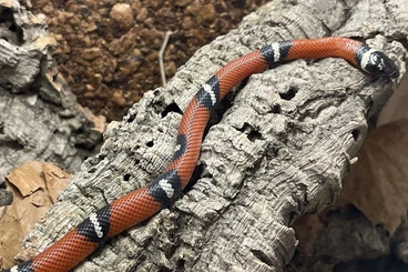 Colubrids kaufen und verkaufen Photo: Lampropeltis polyzona sinaloae / Dreiecksnatter