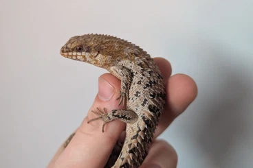 Skinks kaufen und verkaufen Photo: Egernia depressa "shark bay" 1.1