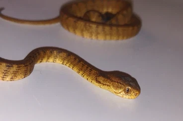 Colubrids kaufen und verkaufen Photo: Pareas carinatus – snail eaters