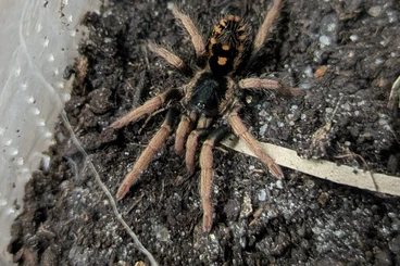 Spiders and Scorpions kaufen und verkaufen Photo: Biete Hapalopus sp. guerilla, verschiedene Größen