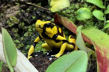 frogs kaufen und verkaufen Photo: 1.0 Oophaga lehmanni „Gelb“