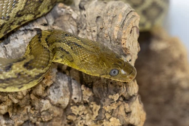Snakes kaufen und verkaufen Photo: Elaphe carinata offsprings cb.25 Chinese king ratsnake