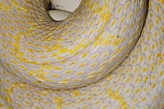 Colubrids kaufen und verkaufen Photo: Elaphe carinata offsprings 2025