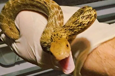 Snakes kaufen und verkaufen Photo: Elaphe carinata offsprings 2025 chinese king rat snake