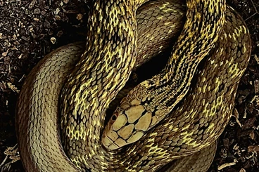 Colubrids kaufen und verkaufen Photo: Last offsprings for HAMM MARCH 14TH