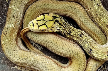 Snakes kaufen und verkaufen Photo: Different special Chinese king ratsnakes for Hamm Elaphe carinata