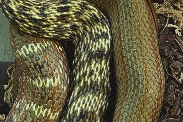 Colubrids kaufen und verkaufen Photo: Elaphe carinata offsprings cb.25 Chinese king ratsnake