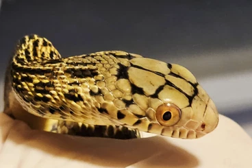 Snakes kaufen und verkaufen Photo: Elaphe carinata chinese king rat snakes for Hamm